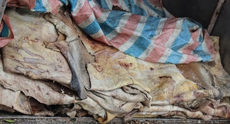 Hãi hùng phát hiện xe tải đang chở về Hà Nội 2 tấn thịt, da trâu bò phân hủy