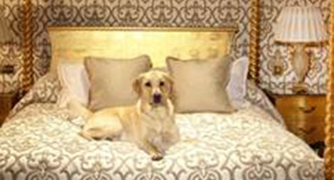 Hái ra tiền từ dịch vụ phục vụ thú cưng trong khách sạn