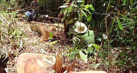 Rừng chảy máu dữ dội do các cơ quan chức năng vô trách nhiệm