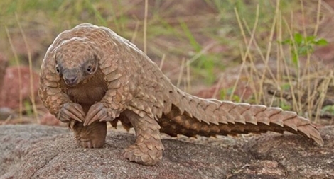 100% cơ sở gây nuôi động vật hoang dã đều có dấu hiệu nhập lậu 