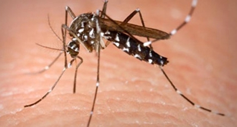 14 trường hợp tử vong do sốt xuất huyết