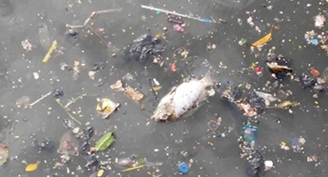 Kênh Nhiêu Lộc cá lại chết nổi lềnh bềnh