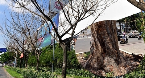 Nghi án đầu độc cây xanh thành phố