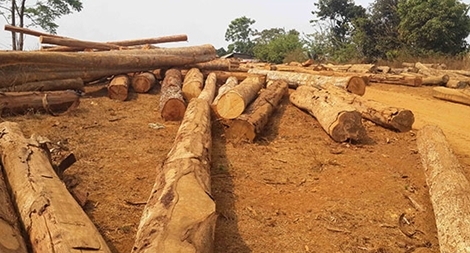  Xử lý hành chính vì... không tìm ra lâm tặc?