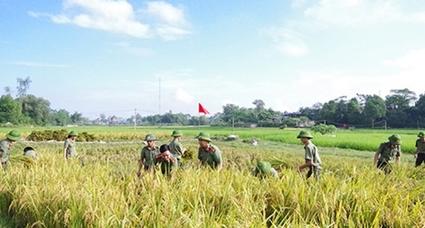 300 học viên Trường Văn hóa I gặt lúa giúp dân