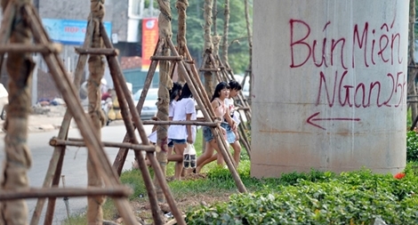 Cận cảnh hàng cây mới trồng dưới gầm đường sắt trên cao ở Hà Nội