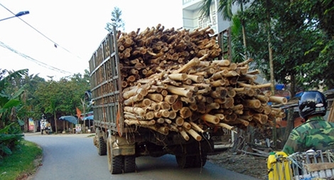 Oằn mình lãnh đòn từ xe chở gỗ quá khổ, quá tải