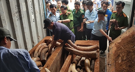 Quyết liệt cuộc chiến chống buôn lậu ngà voi