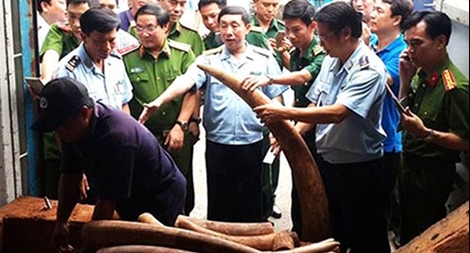 Ma lực từ lợi nhuận buôn lậu ngà voi châu Phi