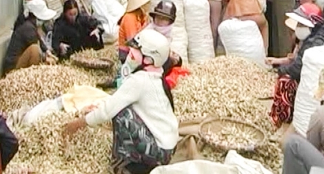 Tìm biện pháp hữu hiệu bảo vệ thương hiệu tỏi Lý Sơn