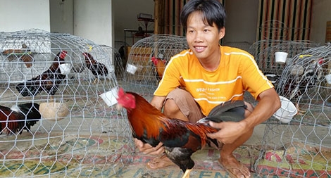 Bí mật ở thủ phủ gà đá miền Tây