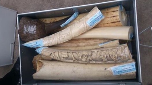 Hơn nửa tạ sừng động vật nghi là tê giác bị bắt ở Nội Bài