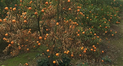 Nỗi niềm người dân trồng hoa: “Người muốn nhưng trời không cho…”