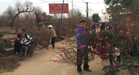 Đào nở sớm, người Nhật Tân lo "mất Tết"