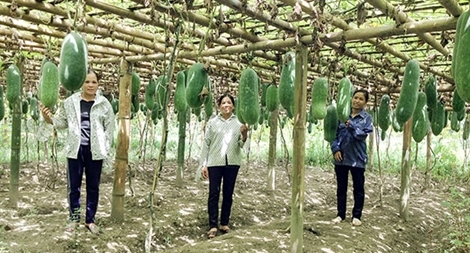 Ứng xử với nông nghiệp công nghệ cao như công nghiệp