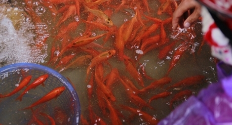 Cận cảnh chợ cá ông Công, ông Táo lớn nhất Hà Nội