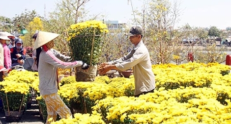 Nhộn nhịp chợ hoa Tết đất Tây Đô