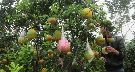 Thu nhập "khủng" từ cây có 9 loại quả