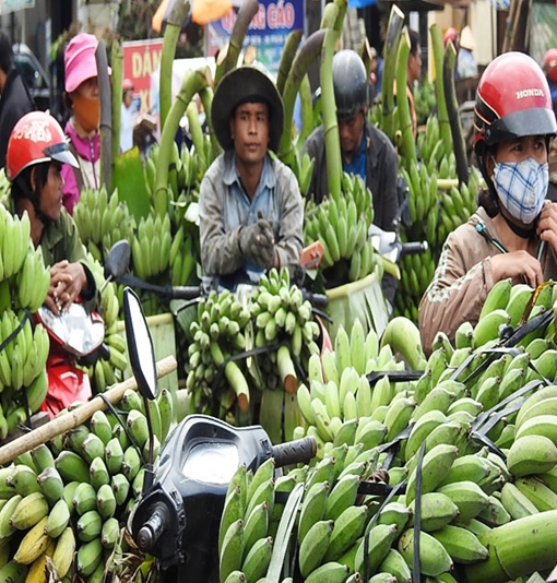 Trồng chuối bán Tết kiếm bạc tỷ