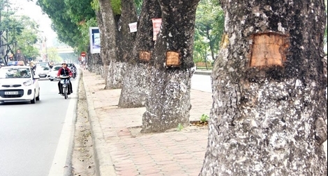 Vết đẽo vỏ cây xà cừ trên đường Láng khác với những lần trước