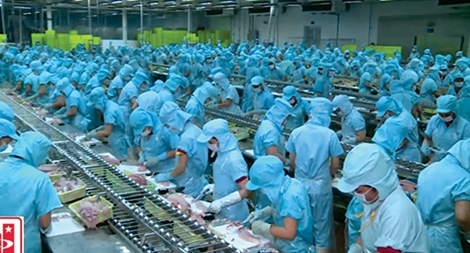 Những doanh nghiệp “bén duyên” với con cá triệu đô