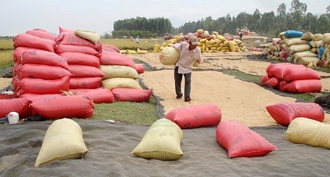 Đa dạng thị trường xuất khẩu nông thủy sản