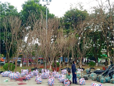 Triển lãm hoa anh đào tại thành phố Hoa Phượng Đỏ