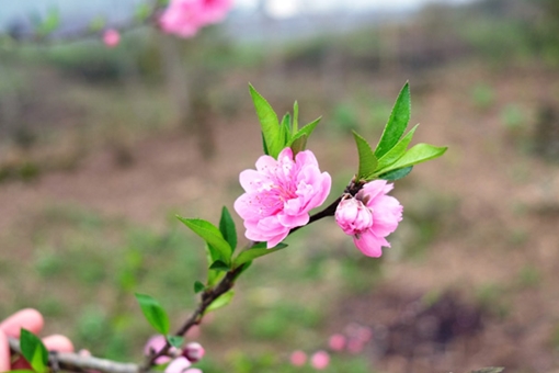 Đẹp ngỡ ngàng hoa đào đón Xuân muộn trên cao nguyên đá Đồng Văn