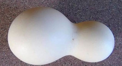 Kỳ lạ quả trứng gà có hình quả hồ lô