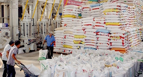 Vị đắng của hạt gạo đồng bằng…