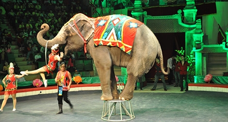Đằng sau ánh hào quang nghề huấn luyện, biểu diễn xiếc thú