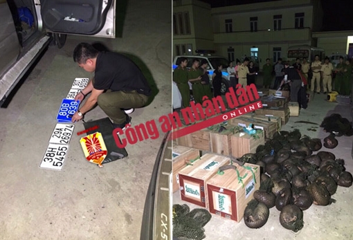 Nổ súng bắn xịt lốp chiếc xe chở 118 cá thể tê tê 