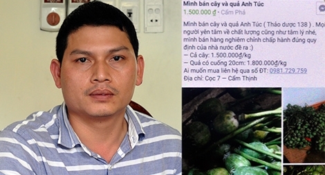 "Thầy thuốc" vừa chữa bệnh vừa bán cây, quả thuốc phiện
