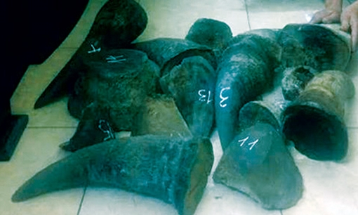 Ba cậu cháu buôn sừng tê giác từ Nam Phi đưa về Hà Nội