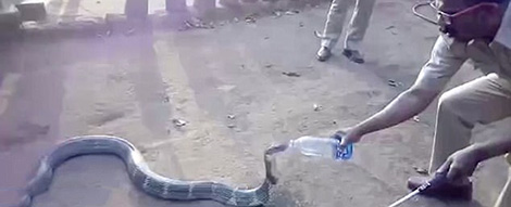 Nắng nóng, rắn sa mạc khổng lồ tìm tới người dân xin nước uống