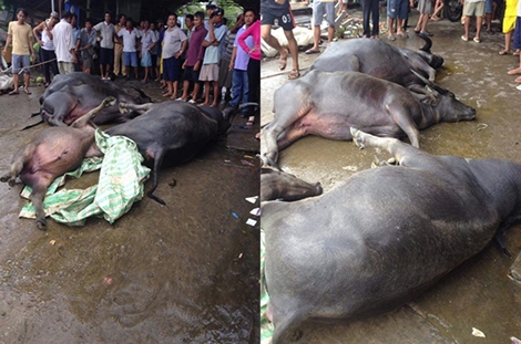 Chìm đò làm chết 8 con trâu