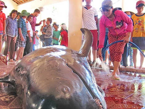 Cá voi hơn 1 tấn trôi dạt vào bờ biển phía bắc TP Tuy Hòa