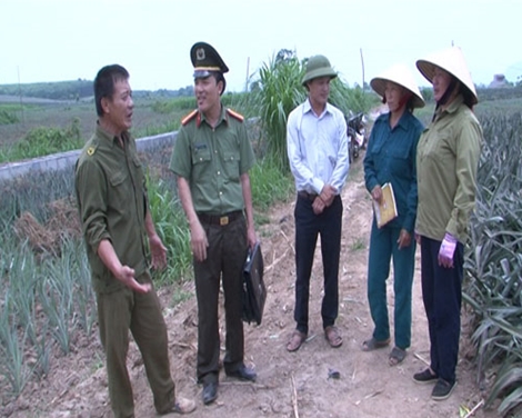 Thực hư thông tin thương lái thu mua dứa non ở Thanh Hóa