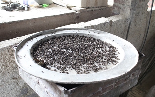 Mỗi ngày bẫy được vài mâm ruồi giữa Thủ đô (!)