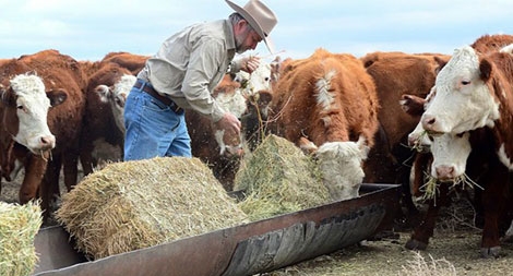 NAFTA và cách mặc cả kiểu Mỹ