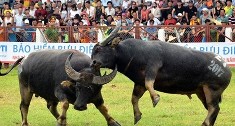 Sẽ thu hẹp quy mô, tăng cường an ninh cho lễ hội chọi trâu