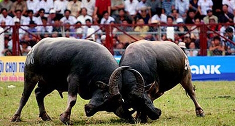 Băn khoăn quản lý lễ hội chọi trâu Đồ Sơn sao cho đúng