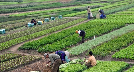 Nông nghiệp Việt trước nguy cơ lệ thuộc nguồn giống nhập khẩu