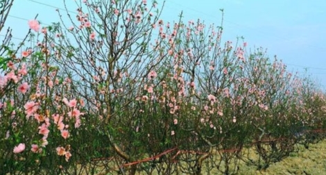 Điều tra vụ chặt phá 500 gốc đào ở huyện An Dương