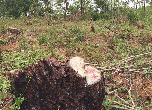 Điều tra vụ đốn hạ gần 3.000m2 rừng thông đặc dụng ở Cố đô Huế