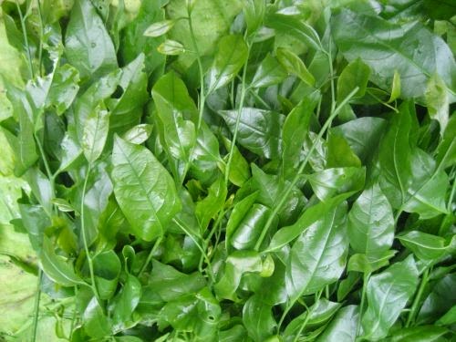 Rau sắng Chùa Hương được đăng ký bảo hộ nhãn hiệu