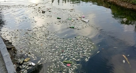 Người dân Hải Phòng đang bị “đầu độc” bởi nguồn nước ô nhiễm