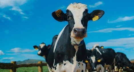 Vinamilk mua 25% cổ phần công ty dừa ở Bến Tre