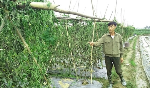 Khẩn trương điều tra vụ “8 sào rau màu của người dân bị kẻ xấu phá hoại”