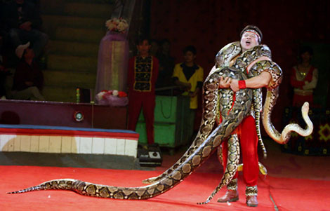 “Vua xiếc trăn” và những lần... chết hụt!